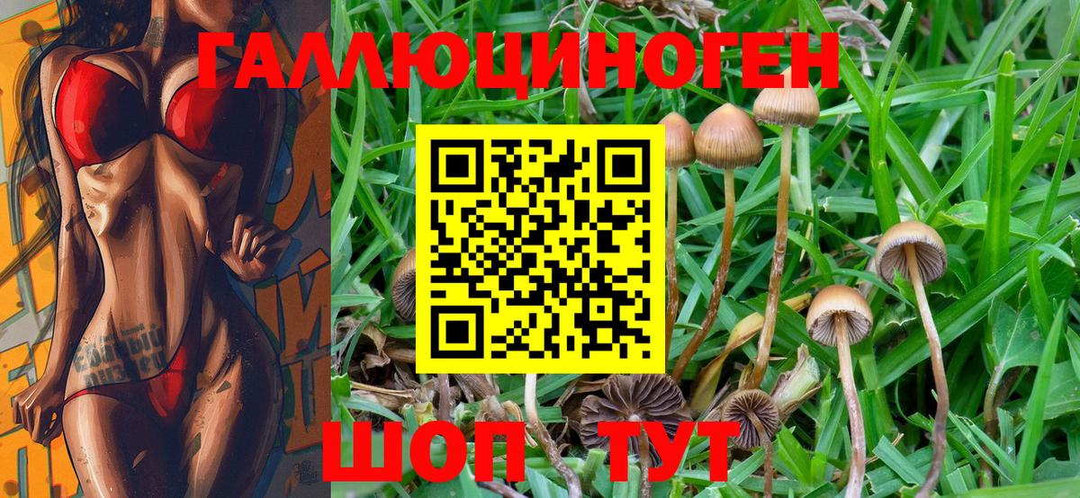 Галлюциногенные грибы Psilocybine cubensis  Вход с VPN  Саратов 